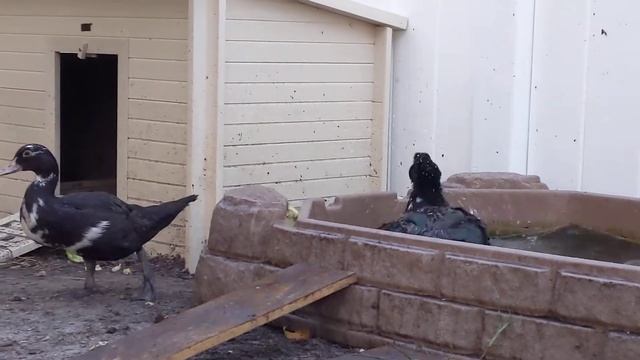 Индоутки в США смотреть онлайн