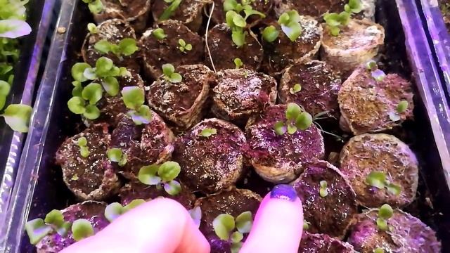 ЛОБЕЛИЯ.ПРИШЛО ВРЕМЯ ПИКИРОВАТЬ ЛОБЕЛИЮ. смотреть онлайн