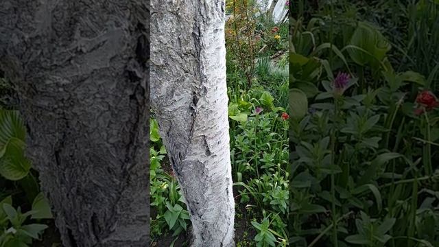 Почему погибла черешня Алина хозяйка смотреть онлайн