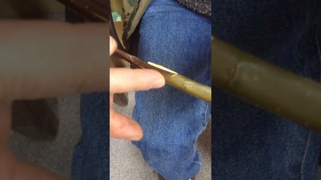 Методы прививки плодовых деревьев. Урок первый. Улучшенная копулировка с язычком. смотреть онлайн