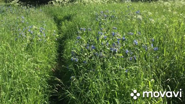 Парк Северное Тушино растения и животные смотреть онлайн