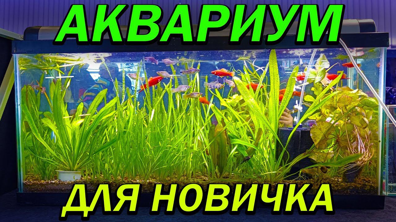 ИДЕАЛЬНЫЙ набор для НОВИЧКА в аквариумистике. Аквариумистика для начинающих смотреть онлайн