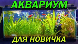 ИДЕАЛЬНЫЙ набор для НОВИЧКА в аквариумистике. Аквариумистика для начинающих