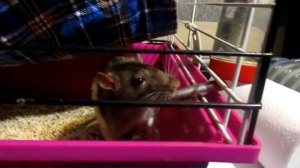 Спасение | Крысы с помойки, или незабываемый опыт! (Fancy Rats | Декоративные крысы)
