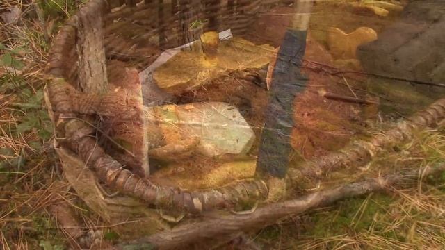 ОСОБЫЙ СБОР БЕЛЫХ ГРИБОВ. Такого Вы ещё нигде НЕ ВИДЕЛИ! Белые грибы. Грибы 2020. Боровой белый гри смотреть онлайн