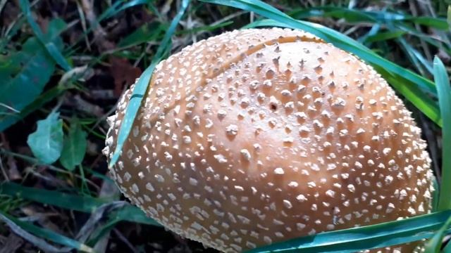 Amanita Pantherina (⛔) VS Amanita Rubescens (??cuit) Chemin de la Haute Coutance смотреть онлайн