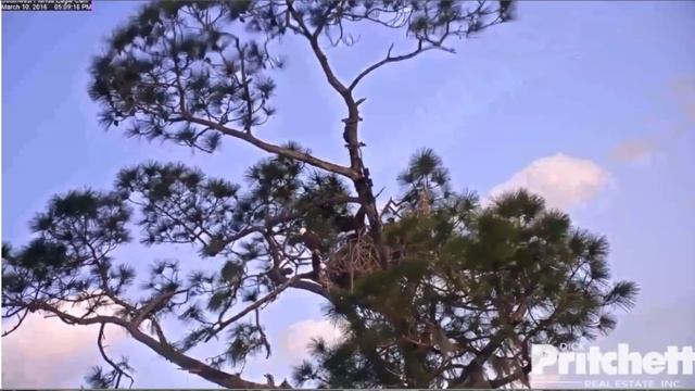 SWFLEagles~Grab & Gulp The Whole Lil Fish, Keep Away, Bedtime Snack~3–10-16 смотреть онлайн