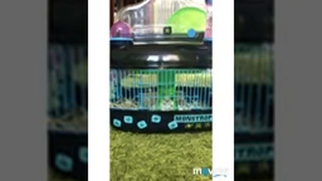 30 минут из жизни хомяков смотреть онлайн