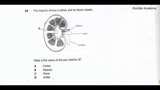 G12 Biology Paper 1 2021 Revision смотреть онлайн
