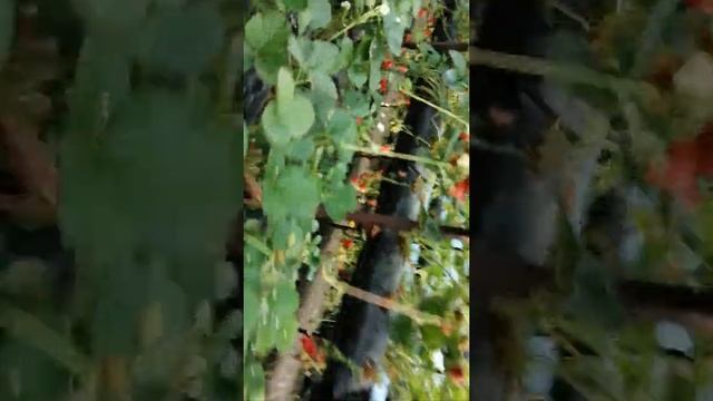 Честный обзор сравнение сортов нсд мальга и кабрилло смотреть онлайн