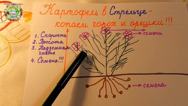 Хотите мелкий картофель размером в горох или орешек для семян? Высаживайте картофель в Стрельце!!! смотреть онлайн