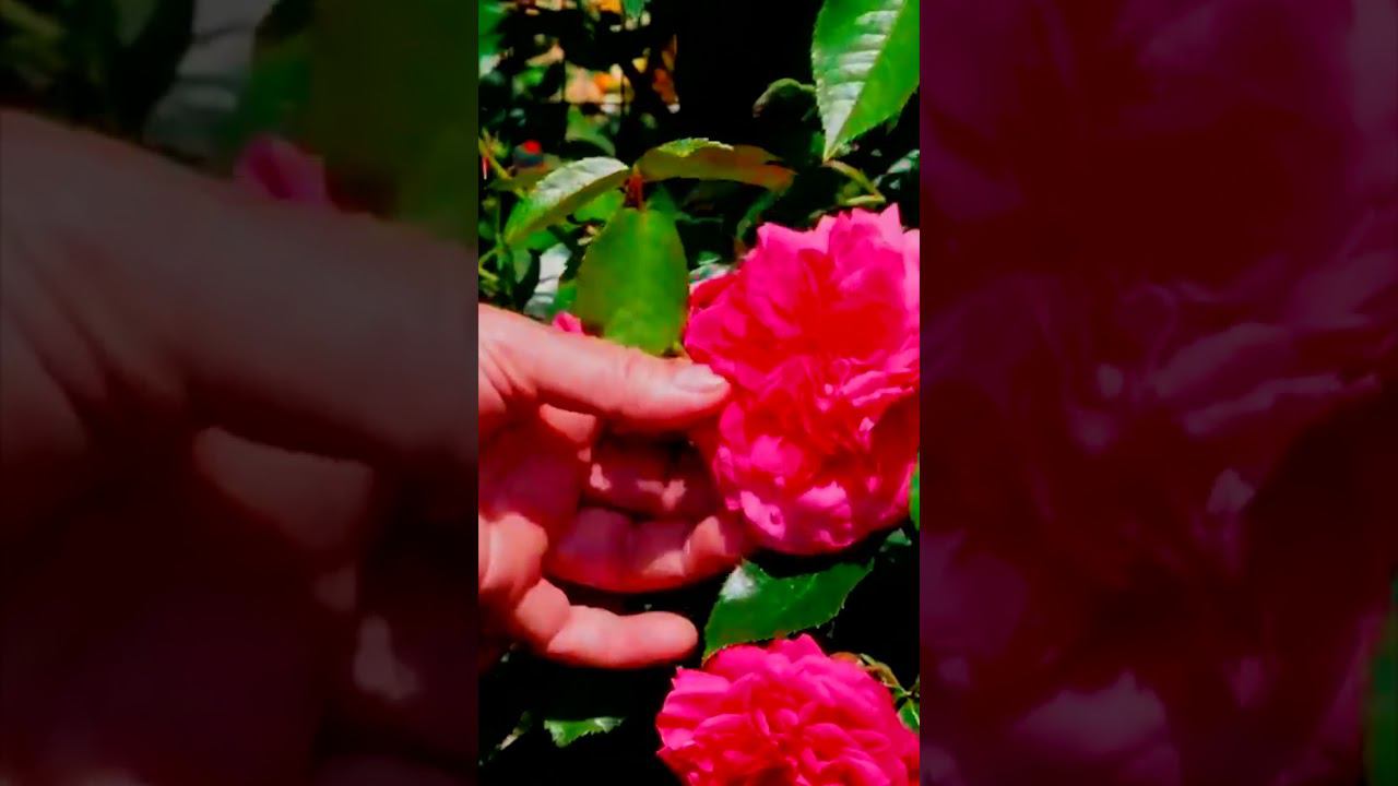 Сорт плетистой розы Лагуна смотреть онлайн