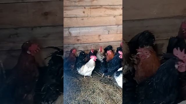петушки разных пород. смотреть онлайн