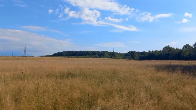 Собрали фрукты и ягоду в лесу/жизнь на юге. смотреть онлайн