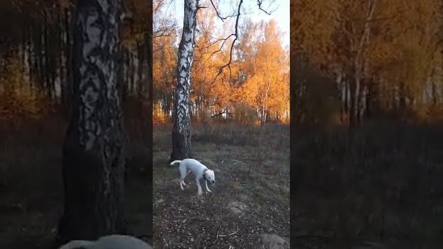 аргентинский дог Беркана охотится за веткой / dogo argentino Nebesnaya Liga Berkana смотреть онлайн