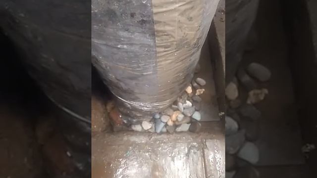 Injerto De Pistacia Vera Pistache Veradero Sobre Portainjerto Hibrido.