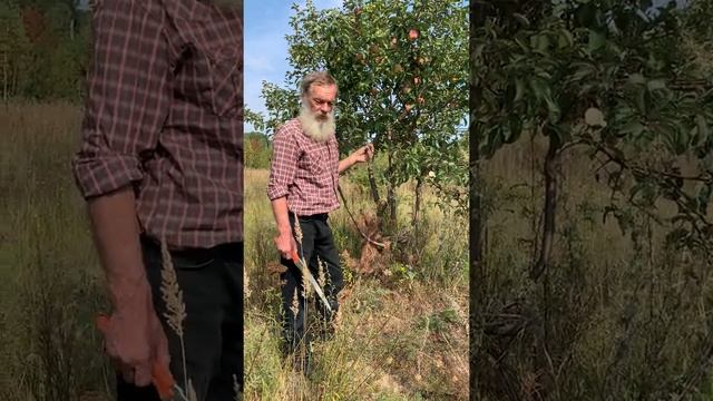 Яблоня, сорт Ветеран смотреть онлайн