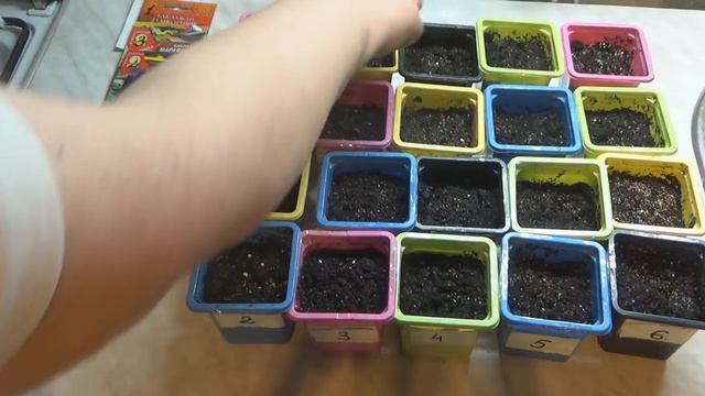 Посев баклажанов. Обработка перекисью водорода. Расчет срока посадки. смотреть онлайн