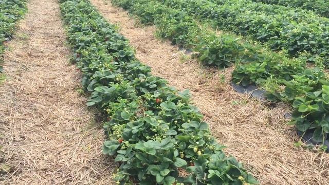 Ремонтантный сорт Альбион. Польша. смотреть онлайн