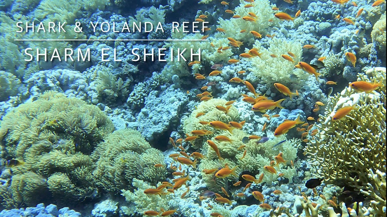 4K Дайвинг на рифе Shark & Yolanda, Египет, Шарм-Эль-Шейъ смотреть онлайн