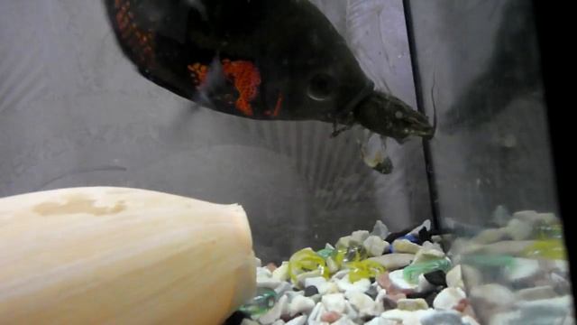 Астронотус ест речного рака смотреть онлайн