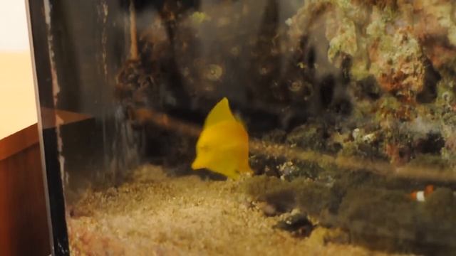 Zebrasoma flavescens and Zebrasoma scopas 2 смотреть онлайн