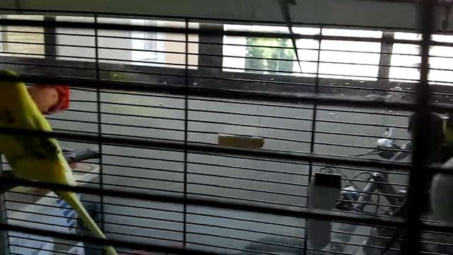 Поросенок в клетке смотреть онлайн