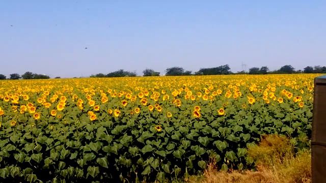 Пасека Лукиных. Первый подсолнух 21.06.2019 смотреть онлайн