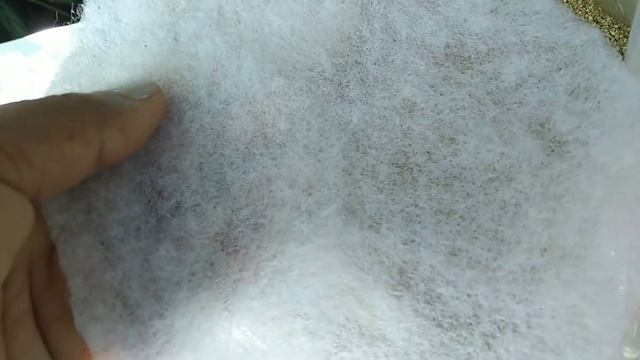 #suculentas monanthes polyphylla replantes... смотреть онлайн