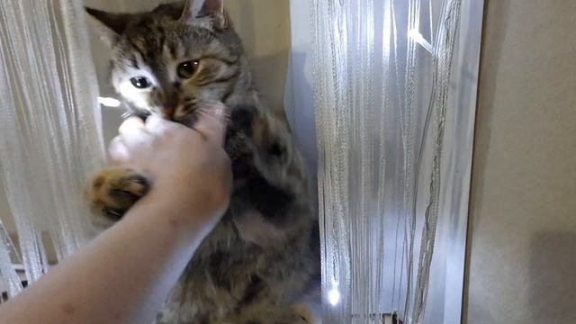 Чего делят КОШКИ ? / ХАСКИ Джесси ЗАКАПЫВАЕТ ЕДУ смотреть онлайн