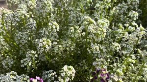 Алиссум «Снежный ковер»