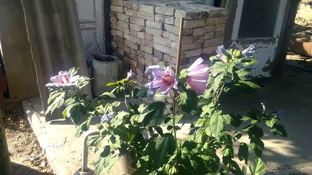 Ремонт саманного дома заготавливаем кирпич и гранит Часть 29 смотреть онлайн