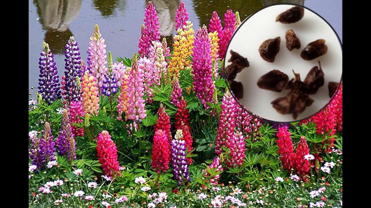 Секреты выращивания дельфиниума из семян! Как выращивать дельфиниум семенами на рассаду? смотреть онлайн