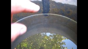 Народный метод борьбы с личинкой майского жука хрущем на клубнике (часть 2).