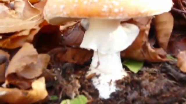 002 con la NEVE si trova... смотреть онлайн