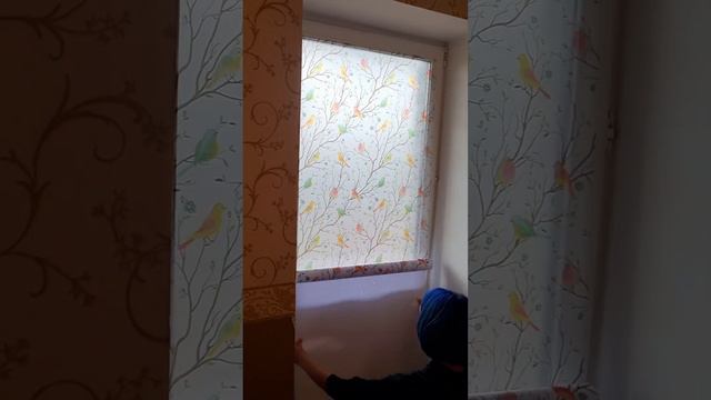 Попугай врезается в стекло - что делать? Плёнка на стекло смотреть онлайн