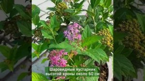 спирея Нана