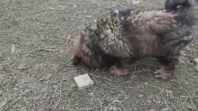 Щенки Тибетского мастифа. смотреть онлайн