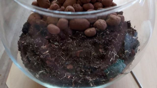 Флорариум в стеклянном шаре 3л своими руками с нуля смотреть онлайн