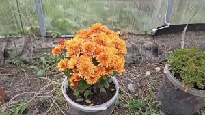 Хризантемы мультифлора из питомника Гаршинка. Цветущая Брансаунд Дак Оранж