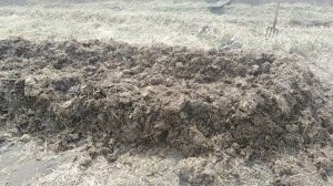 Два способа как сделать теплую грядку из навоза