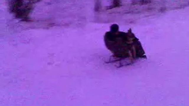 гиена с собакой на санках смотреть онлайн