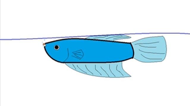 Swim Bladders in Fish смотреть онлайн