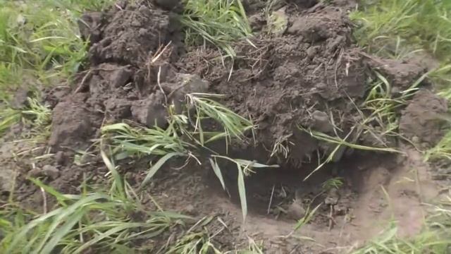 Архивное с Григоричем смотреть онлайн