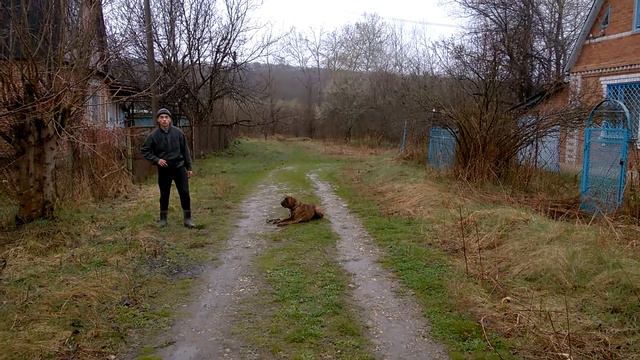 дрессировка боксера 8 месяцев "Блэк" нкд. Никита смотреть онлайн
