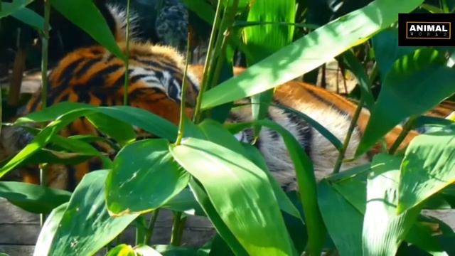 The Bengal Tiger / About tiger #tiger #bengaltiger #animalworld #animals смотреть онлайн