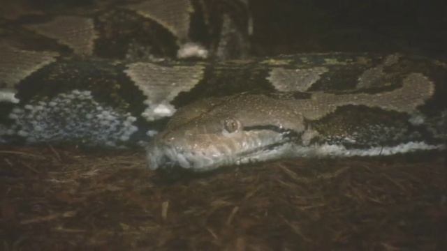 Rare Asian and African Animals! смотреть онлайн