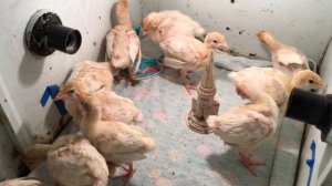 Ошибки в выращивании индюшат// индюшата дохнут// гипервитаминоз