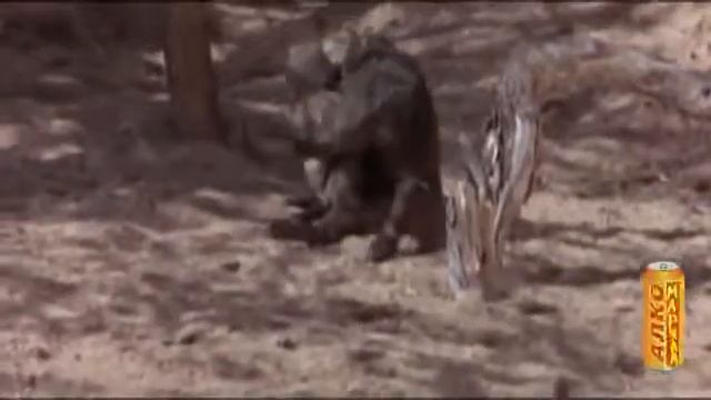 Вот как кайфует животные смотреть онлайн