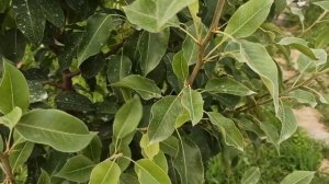 Уберегите грушу от болезней!!! Бактериальный ожог и ржавчина